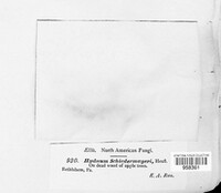 Noblesia crocea image